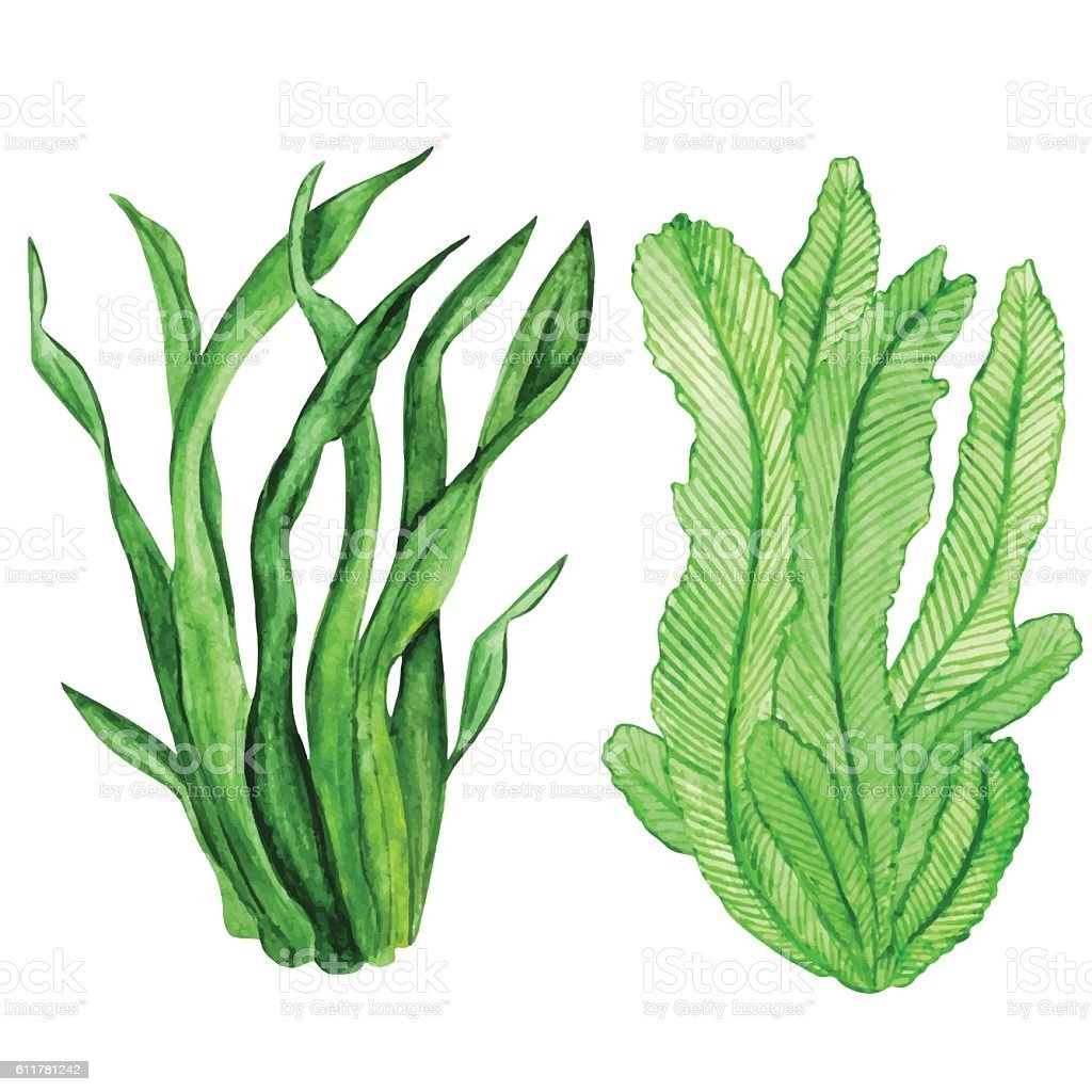 Морские водоросли мультяшные