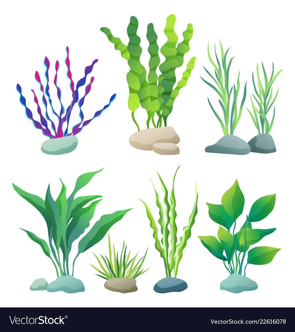 Водоросли для детей