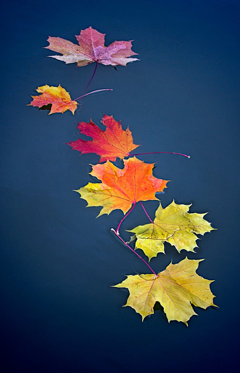 Осенние заставки на телефон