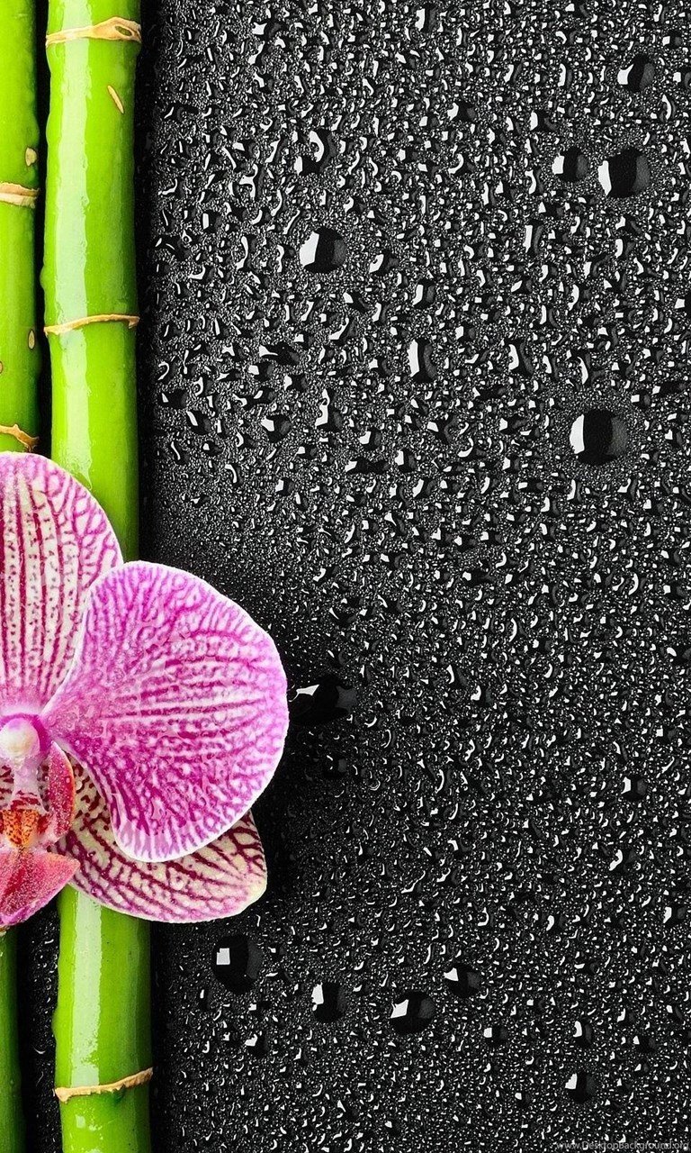 Фотообои для телефона вертикальные