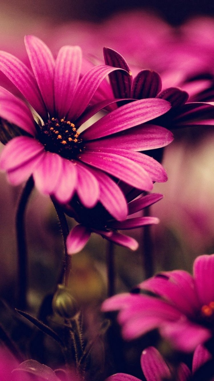 Красивые картинки на телефон