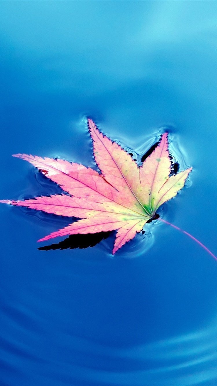 Обои на телефон