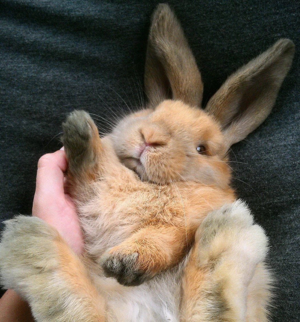 Влюбленные кролики