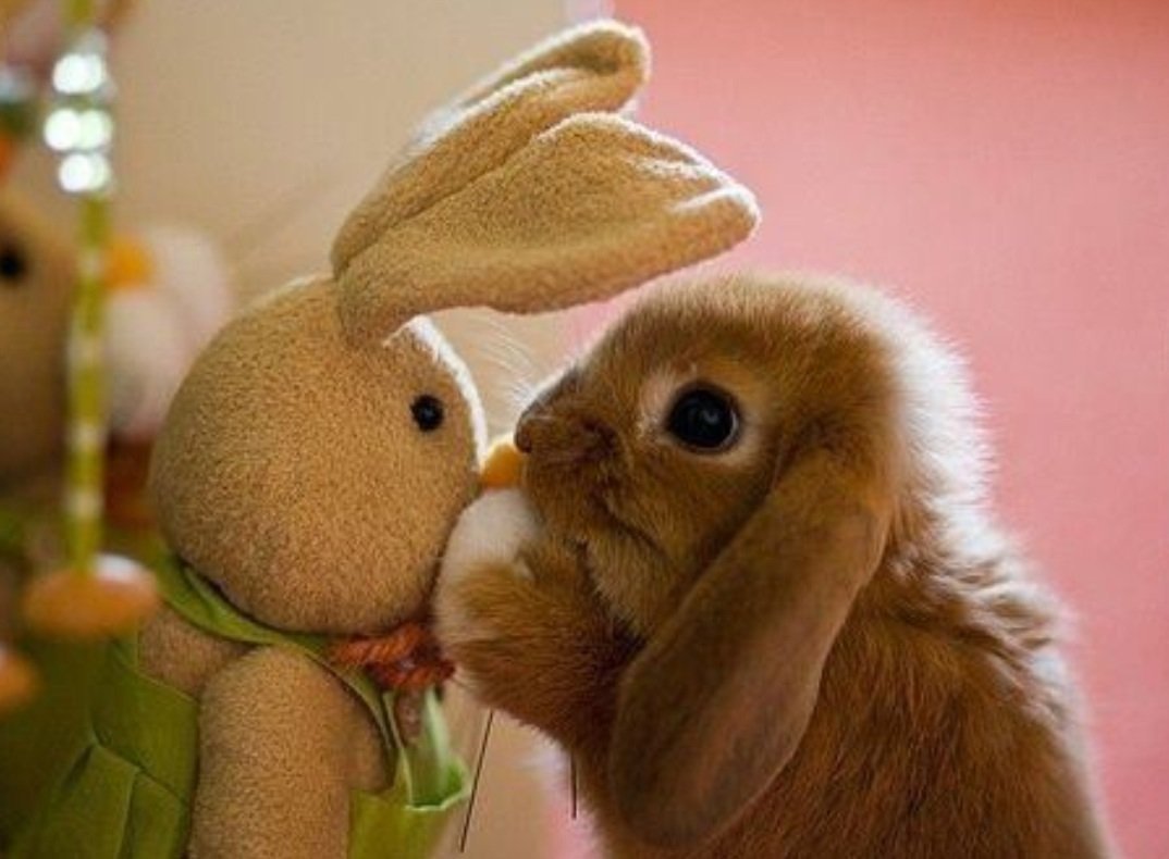 Влюбленные кролики