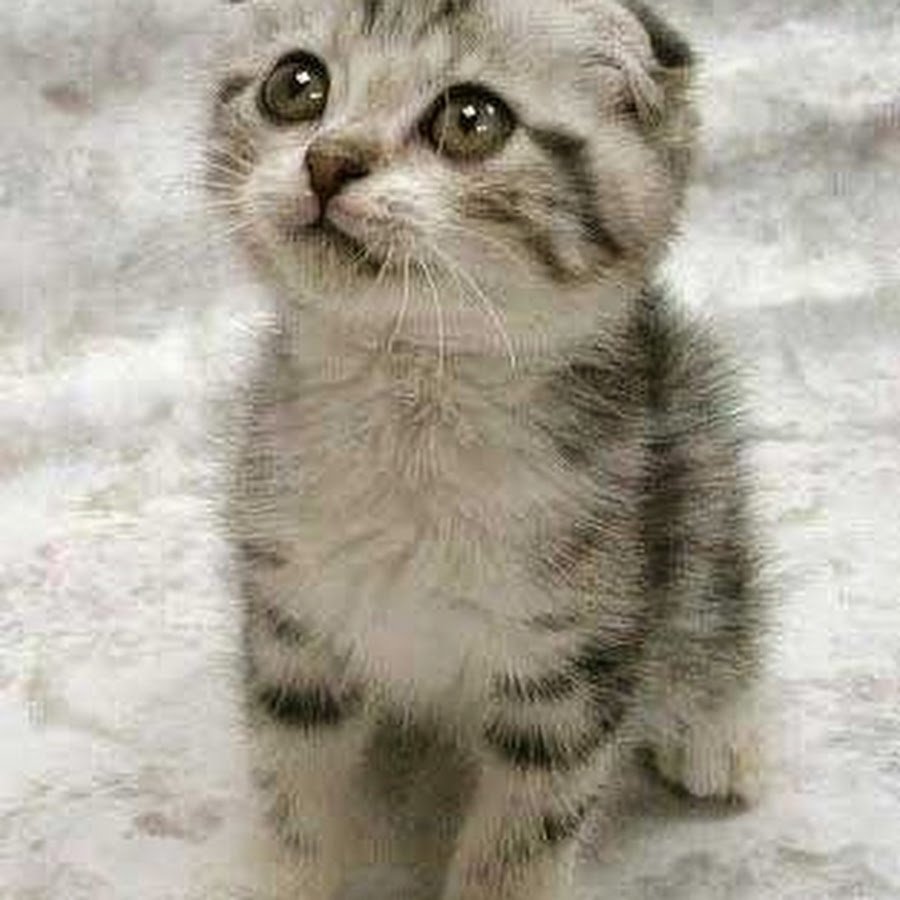 Котик с пистолетом Мем