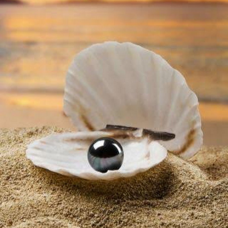 Раковина Жемчужница морская