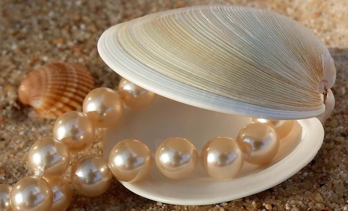 Раковина Жемчужница морская