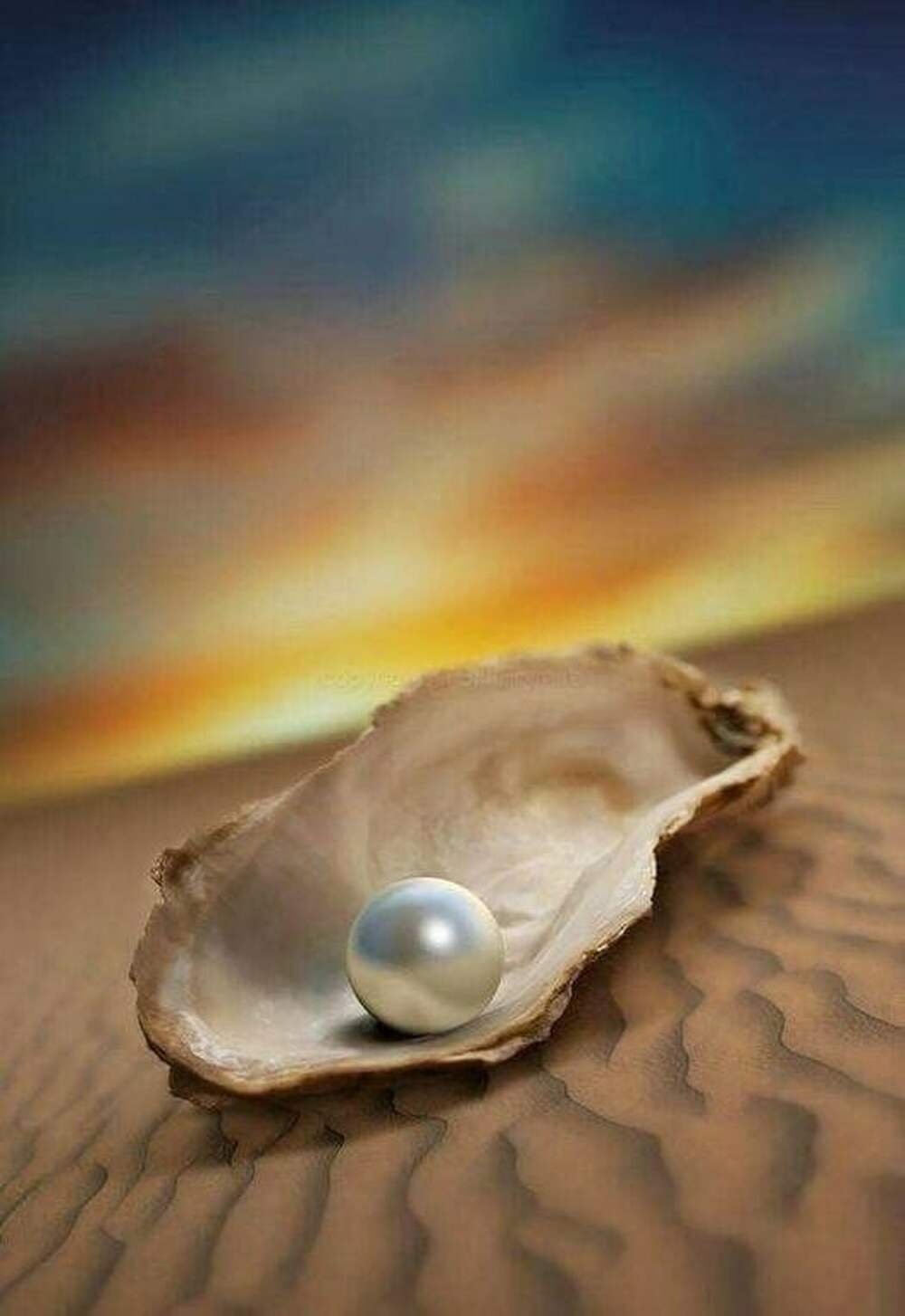 Ракушка с жемчужиной