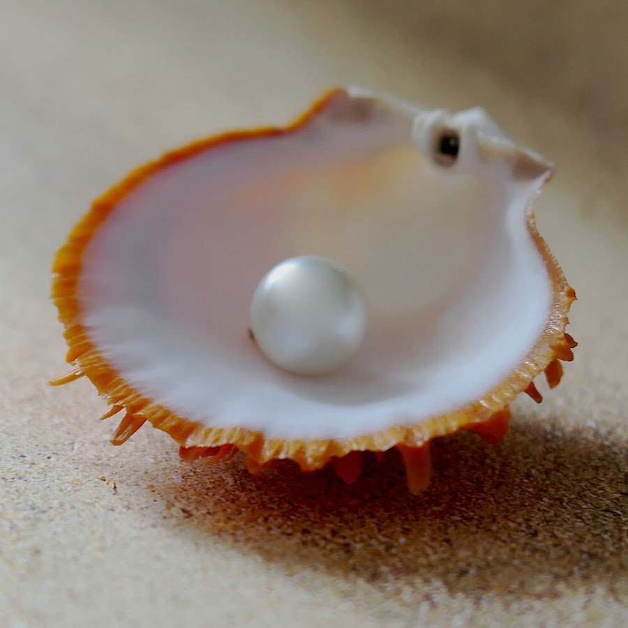 Морской гребешок жемчуг