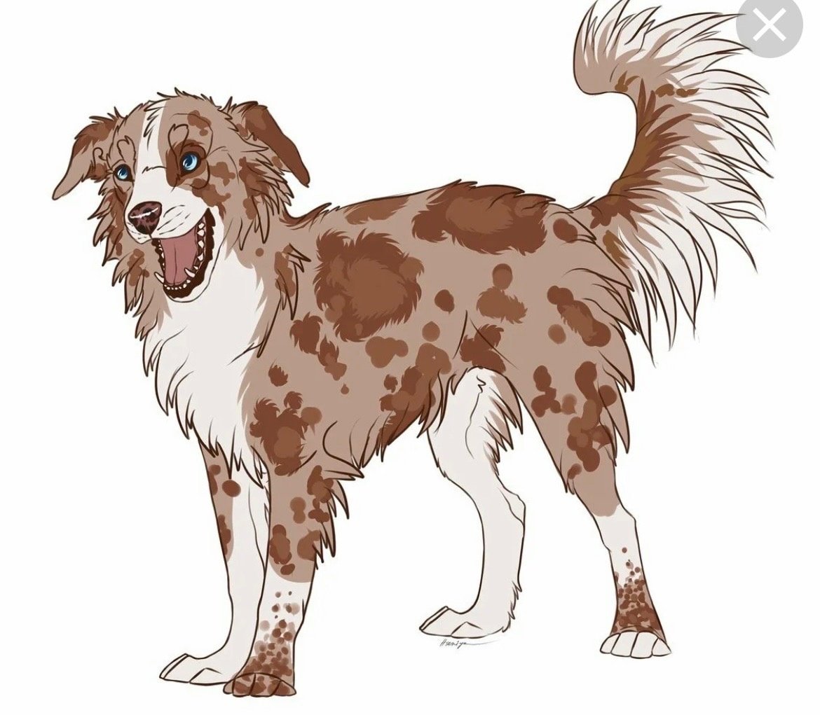 Референсы бордер колли