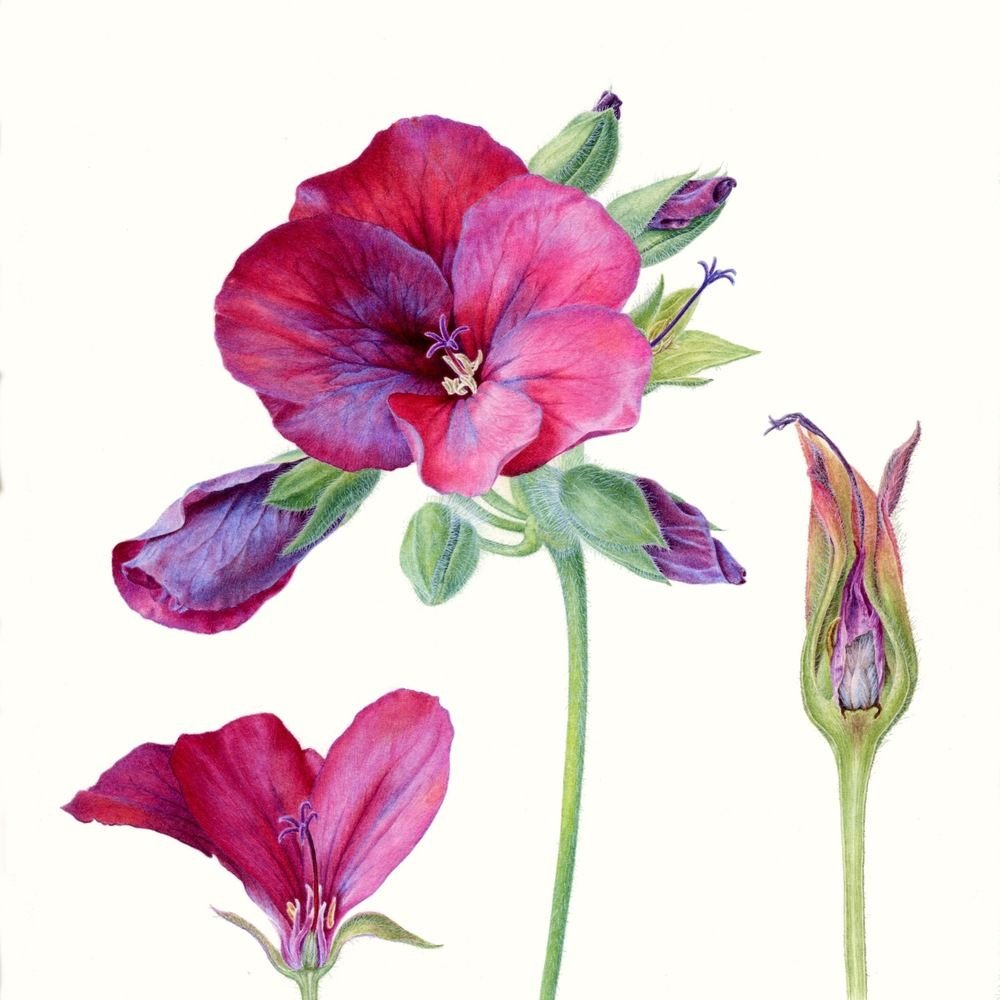 Carolyn Jenkins - Ботаническая живопись