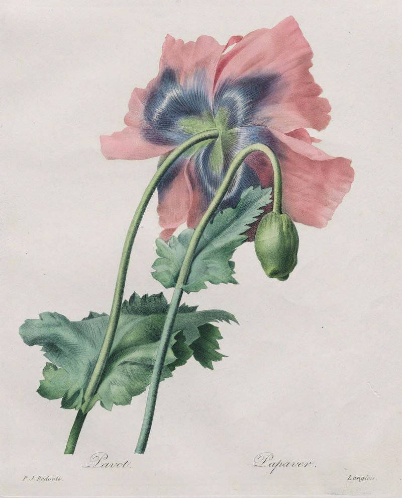 Pierre-Joseph Redoute (1759-1840)