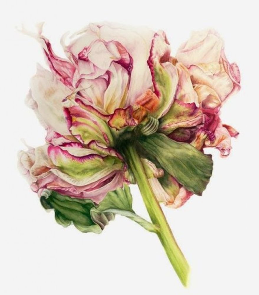 Художница Мари Берк