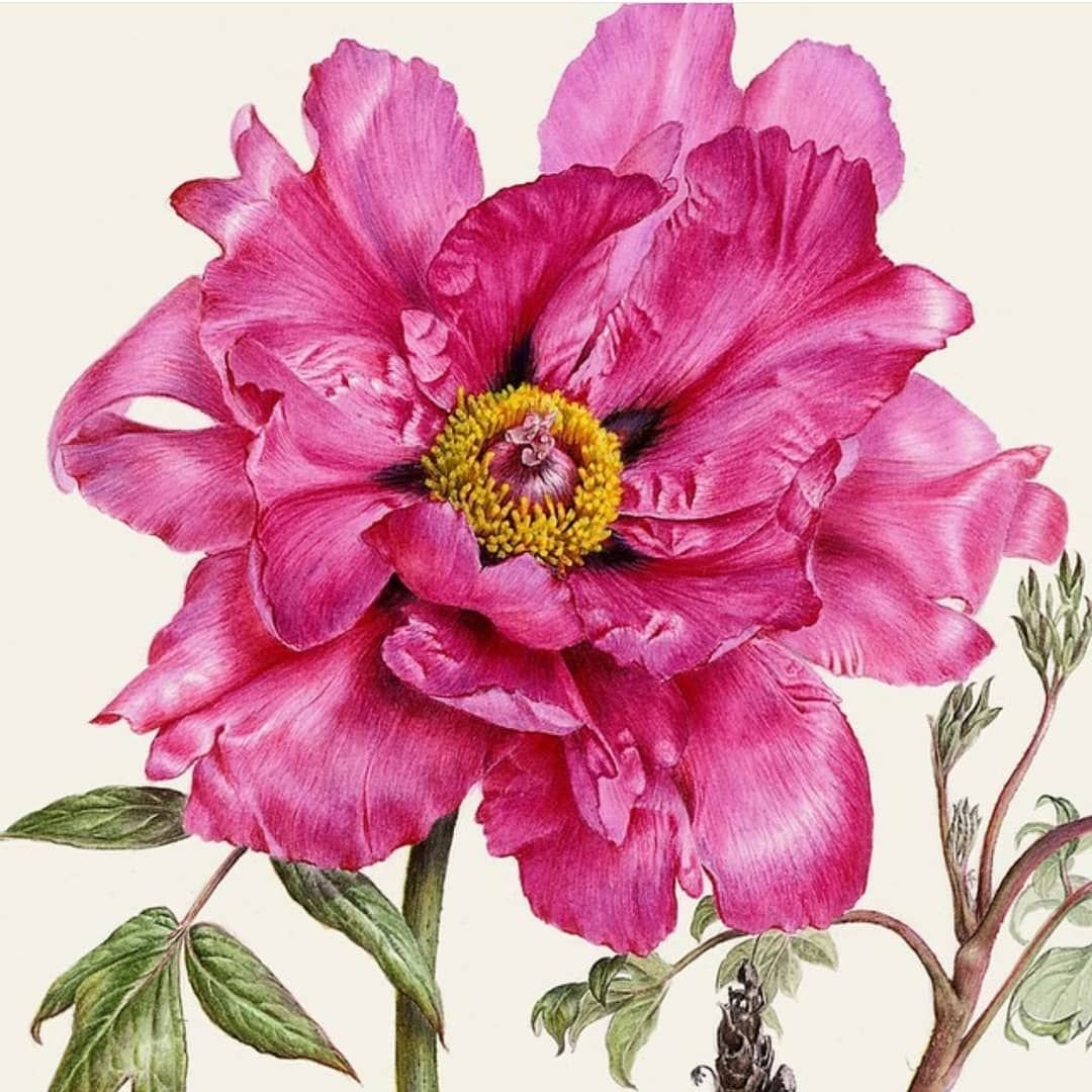 Ботаническая акварель цветы