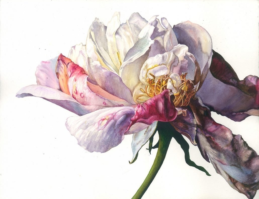 Рози Сандерс акварель