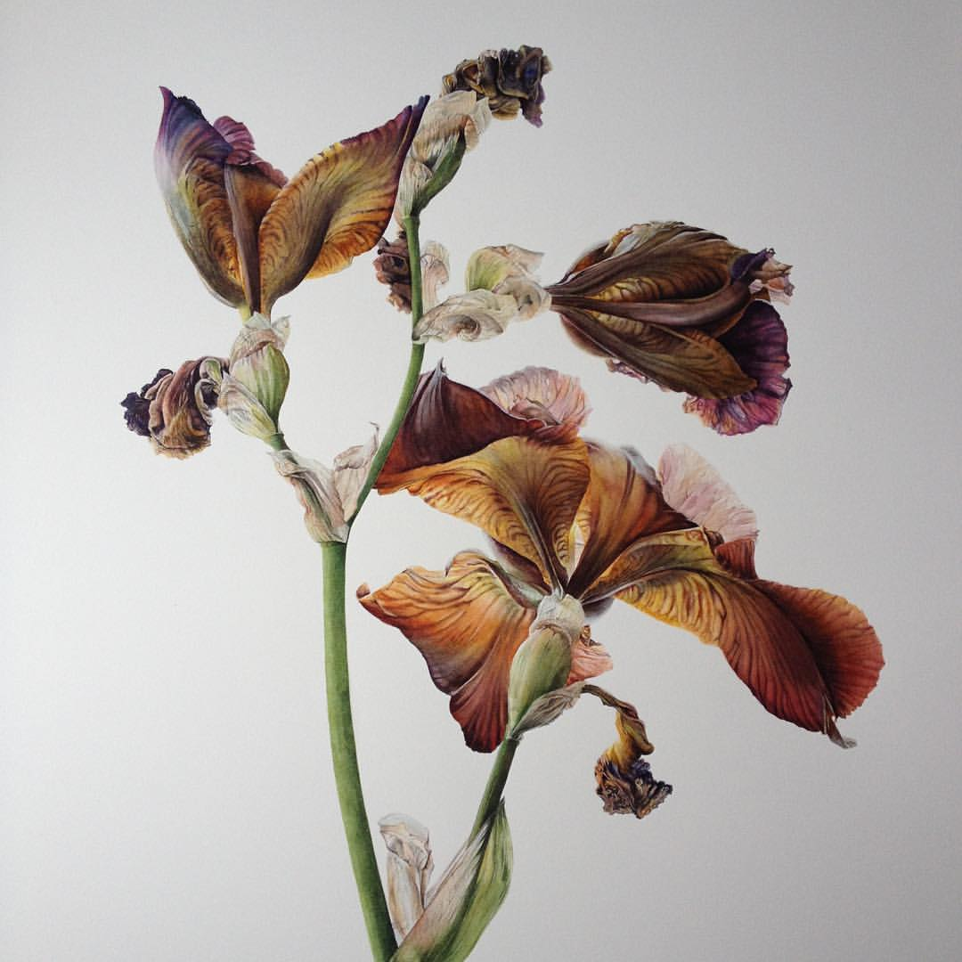 Перрлтти Ботаническая живопись