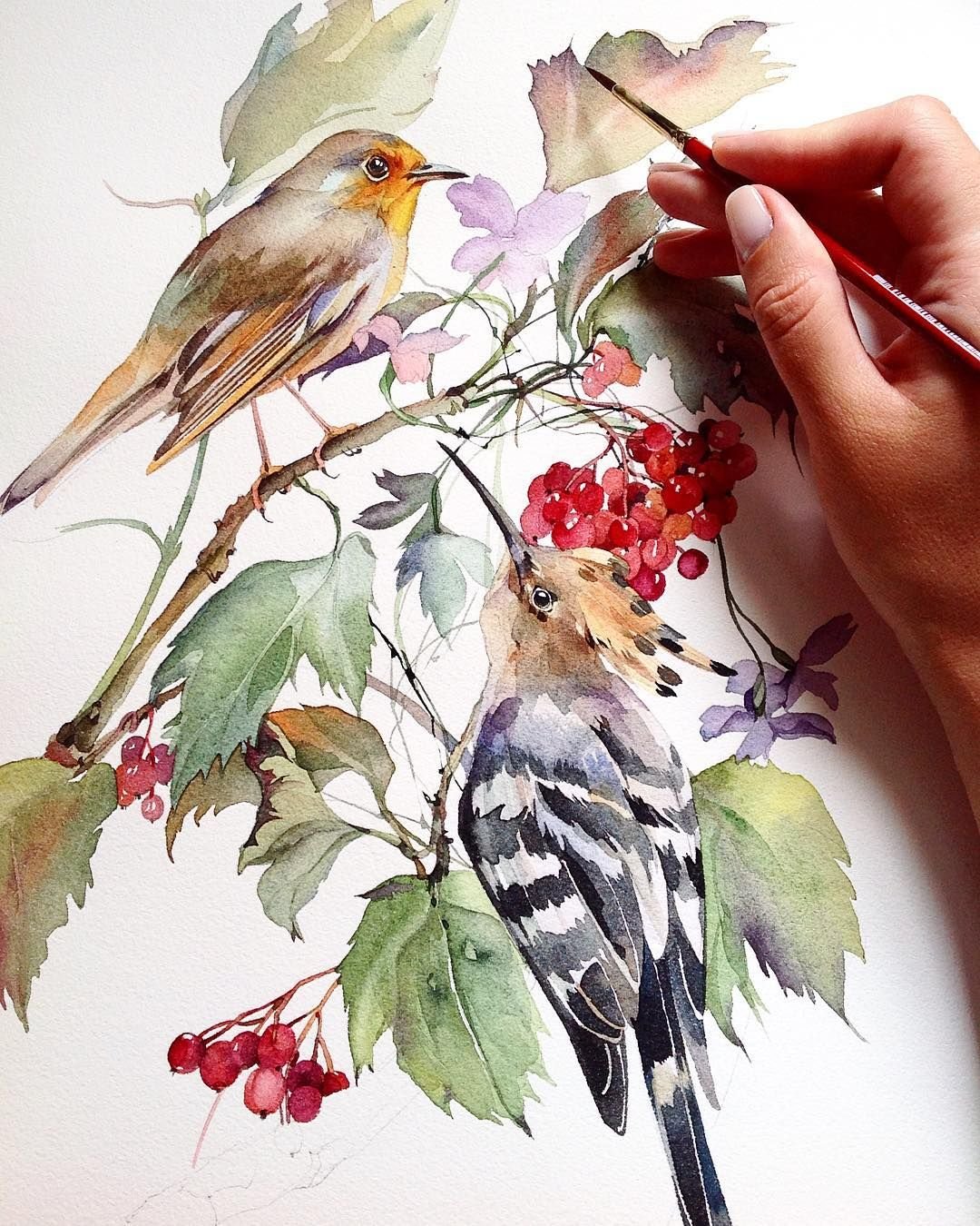 Жасмин Ботаническая иллюстрация