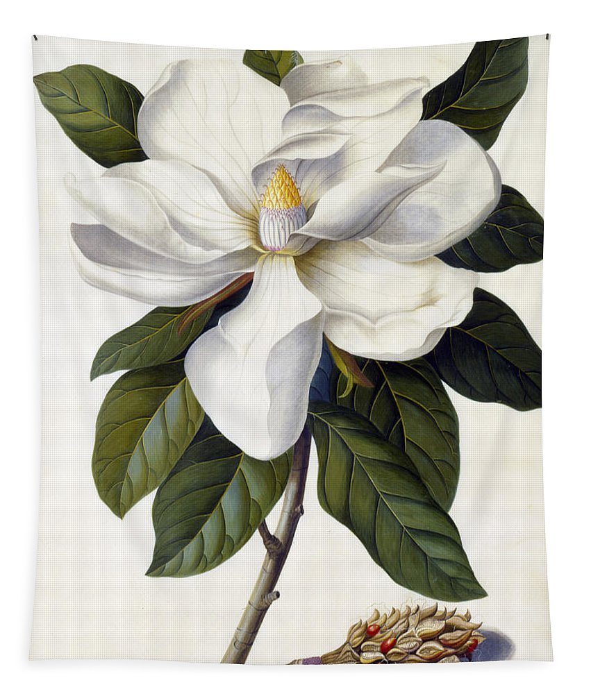 Протея цветок акварель