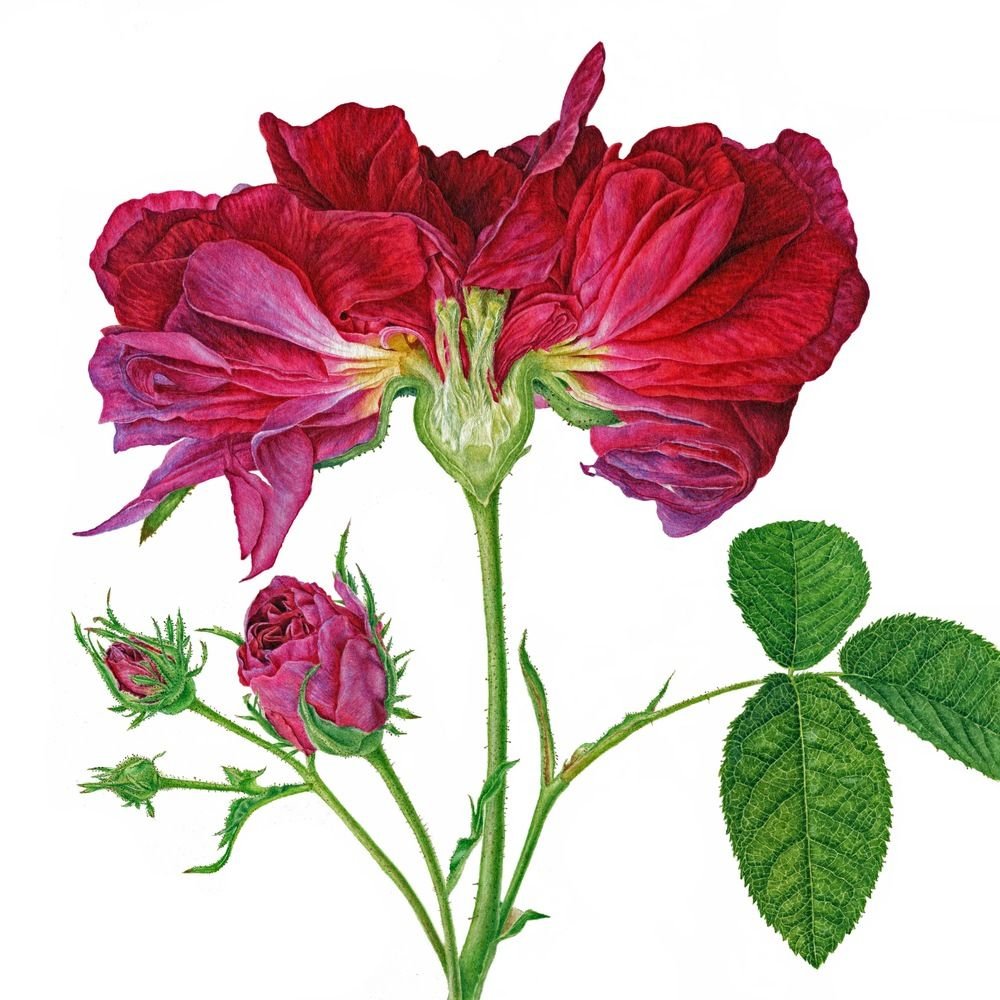 Клематис ветви лианы