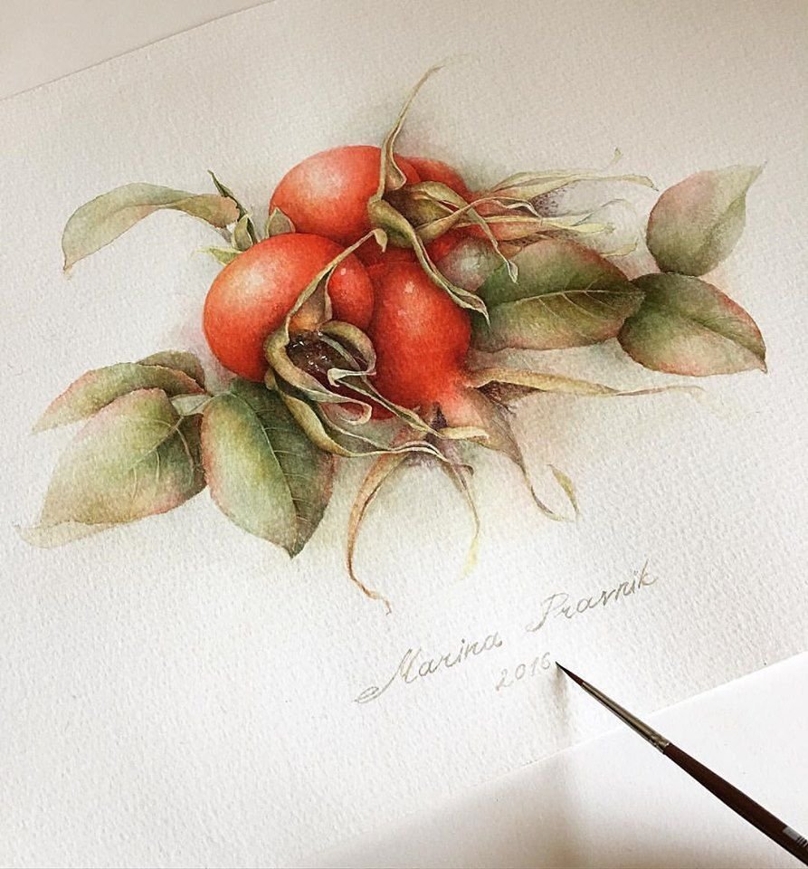 Рябчик Императорский Ботаническая иллюстрация