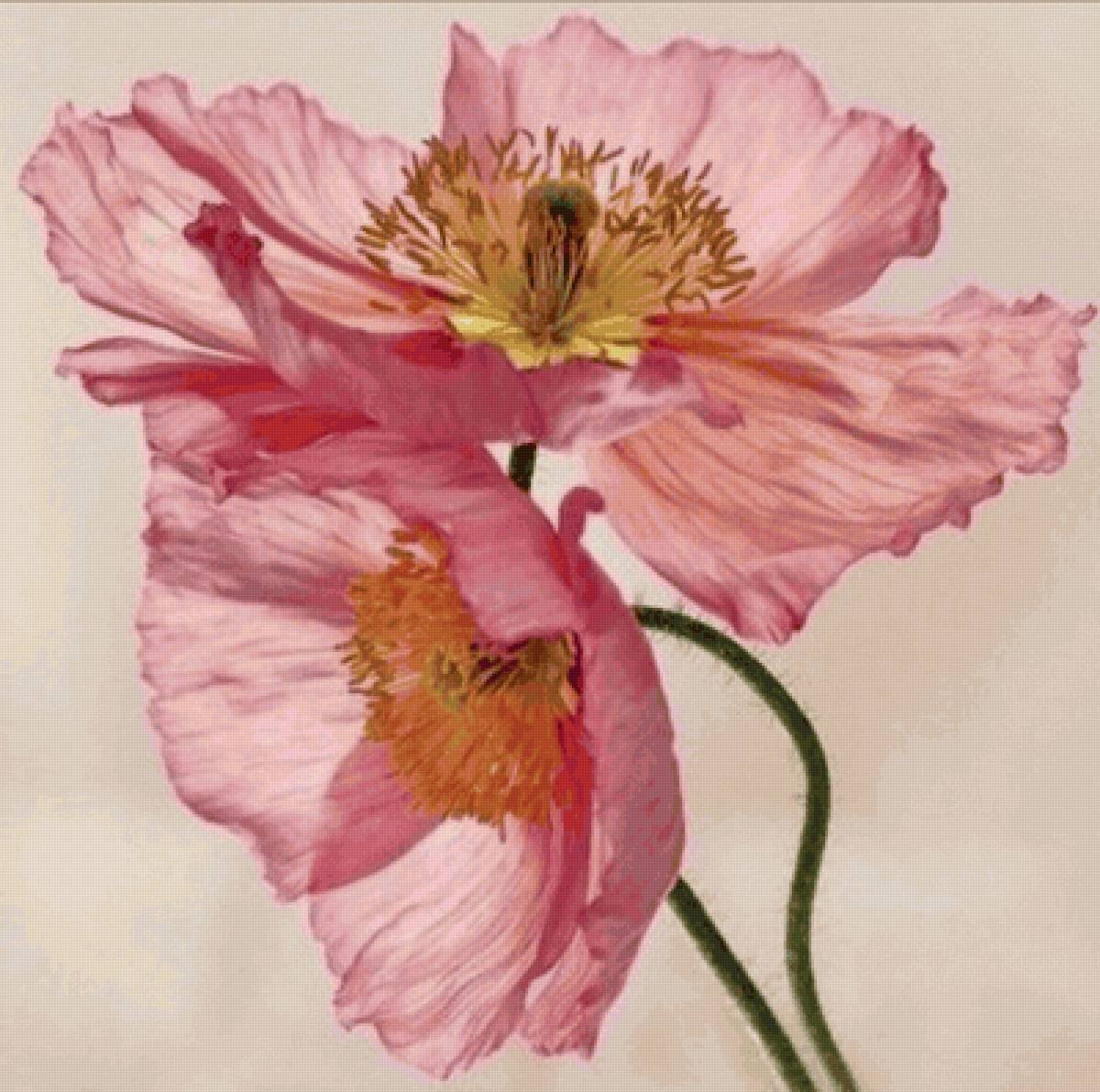 Ботаническая Акварельная живопись Мак