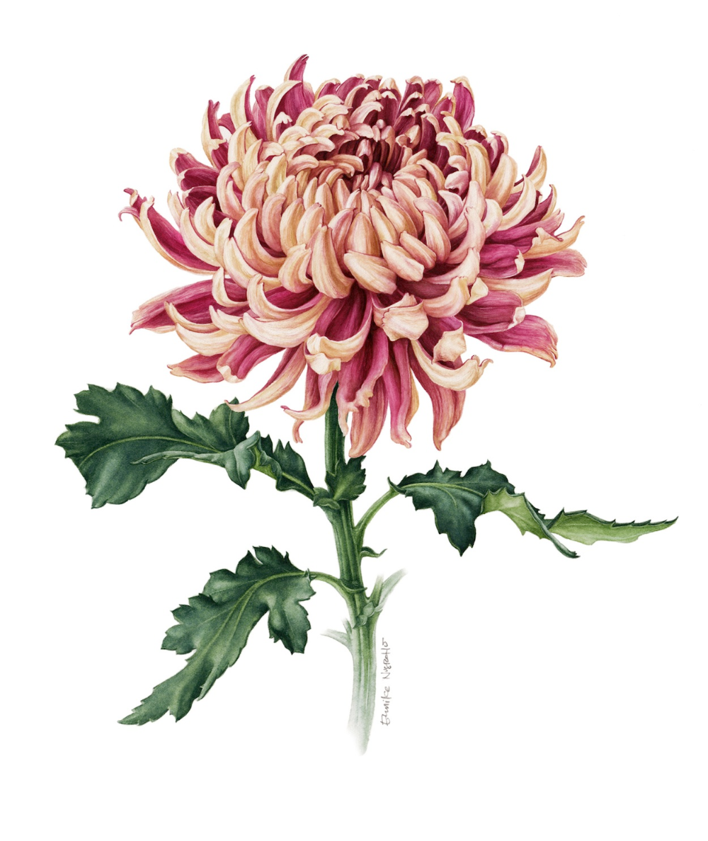 Иллюстрации Пьера Жозефа редуте Ботанические