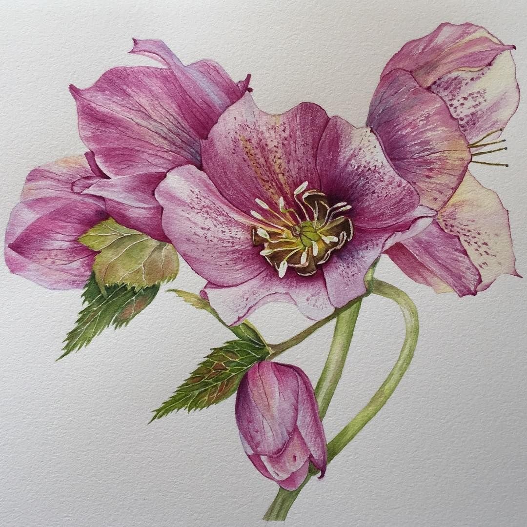 Хелеборус акварель
