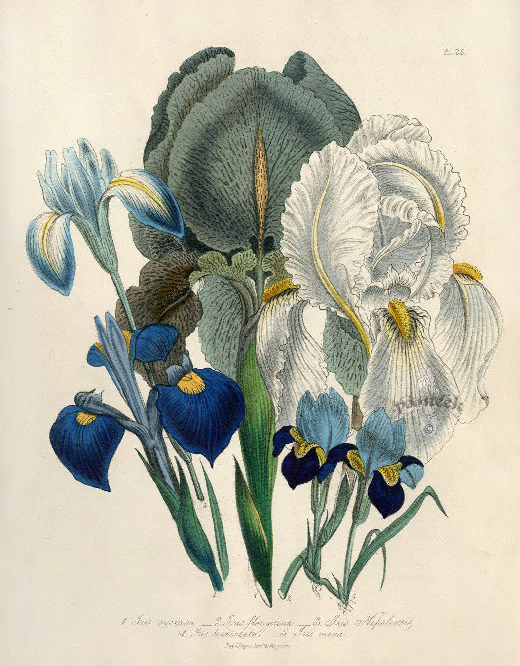 Ботанический атлас Жасмин