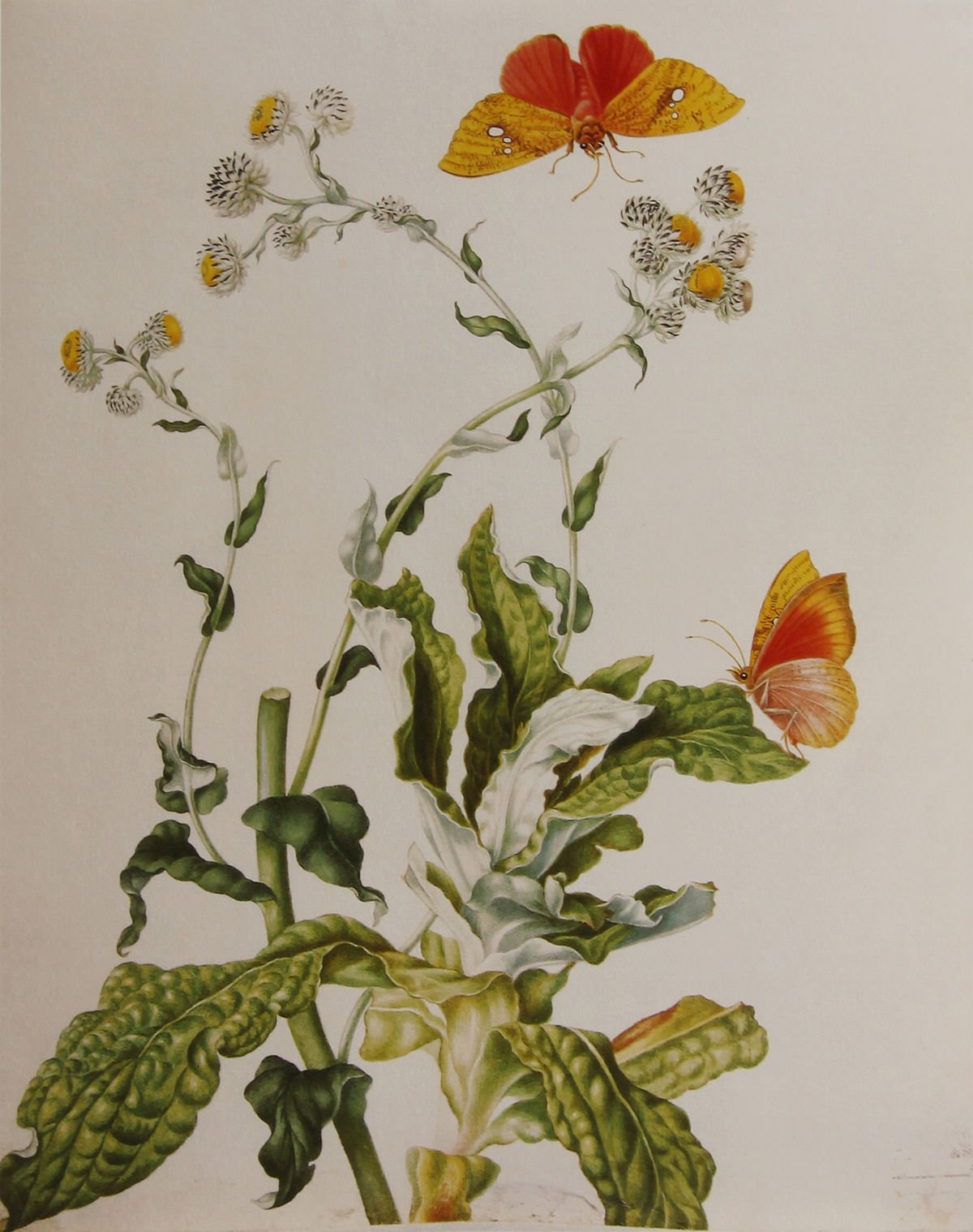 Редуте Пьер-Жозеф картины