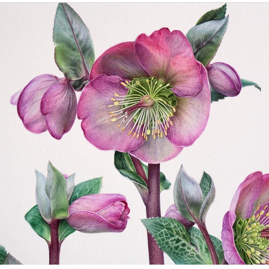 Морозник Ботаническая иллюстрация