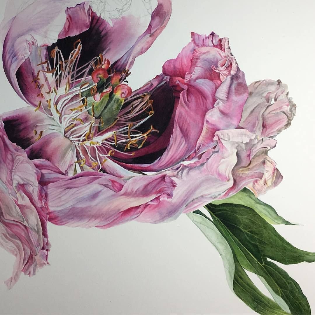 Пион Ботаническая акварель Светлана Чернышева