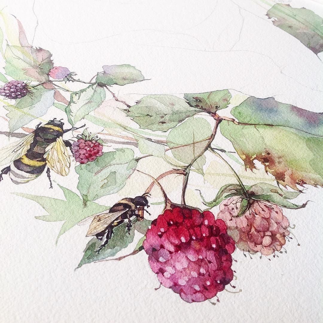 Ботаническая акварель 19 век