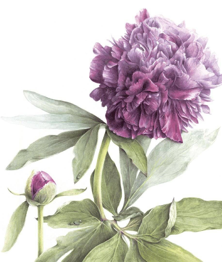 Акварели Марии Сибиллы Мериан