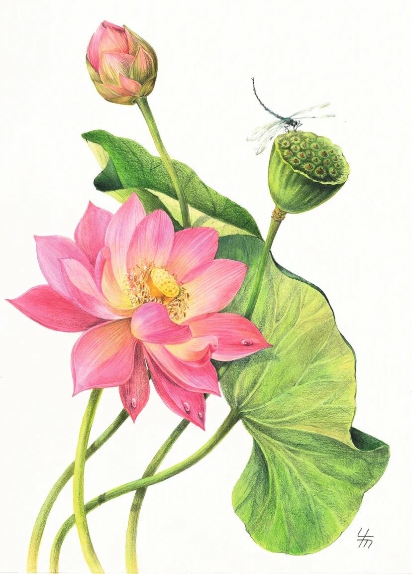 Крокус Ботаническая иллюстрация