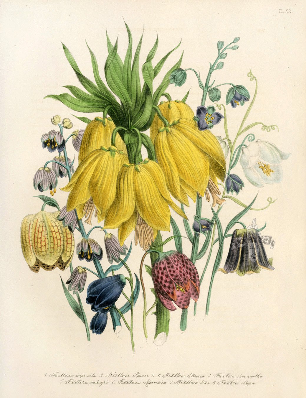 Ботаническая акварель протея