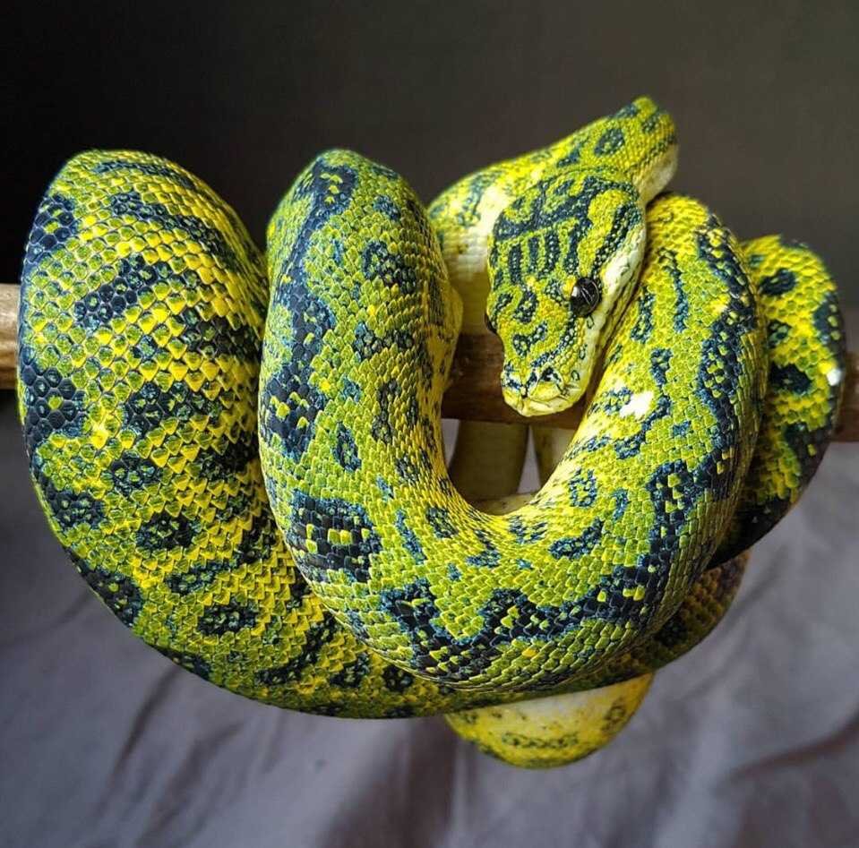 Ковровый питон Чейни