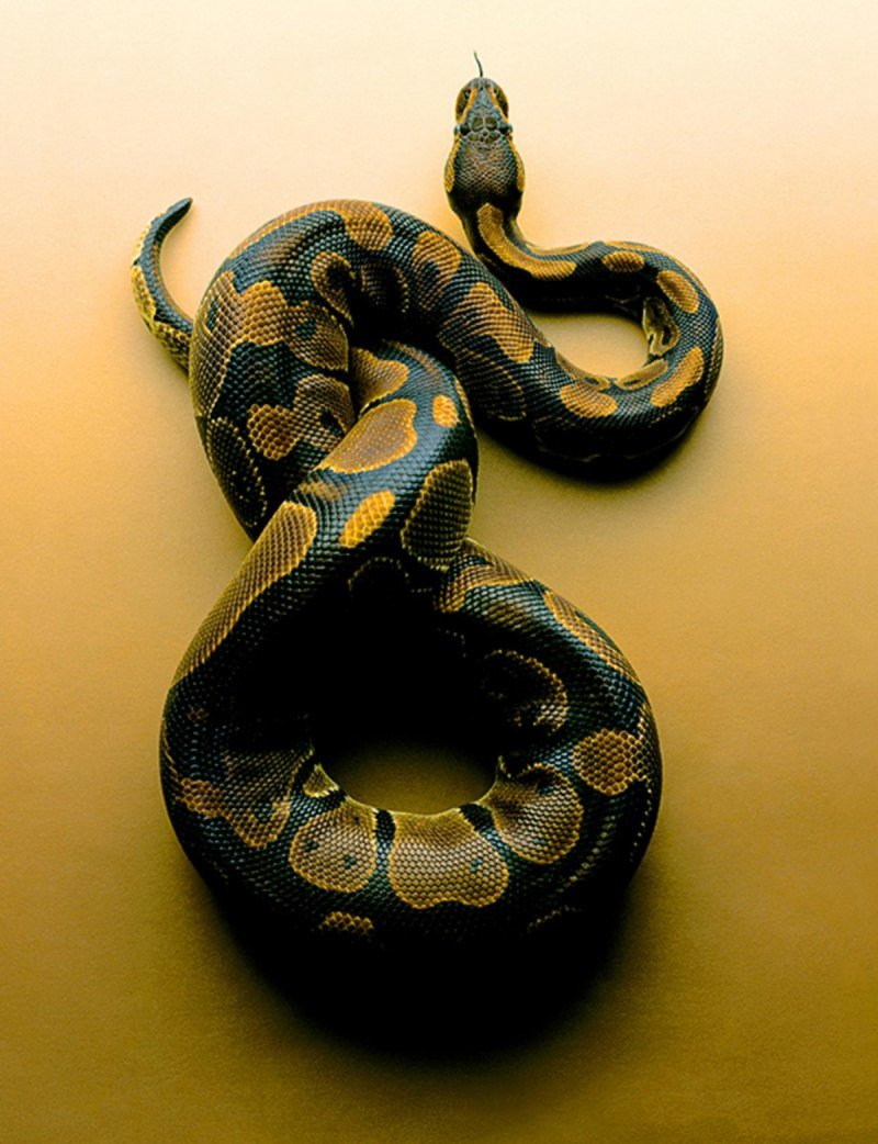 Fantasy book with a Snake on a Cover