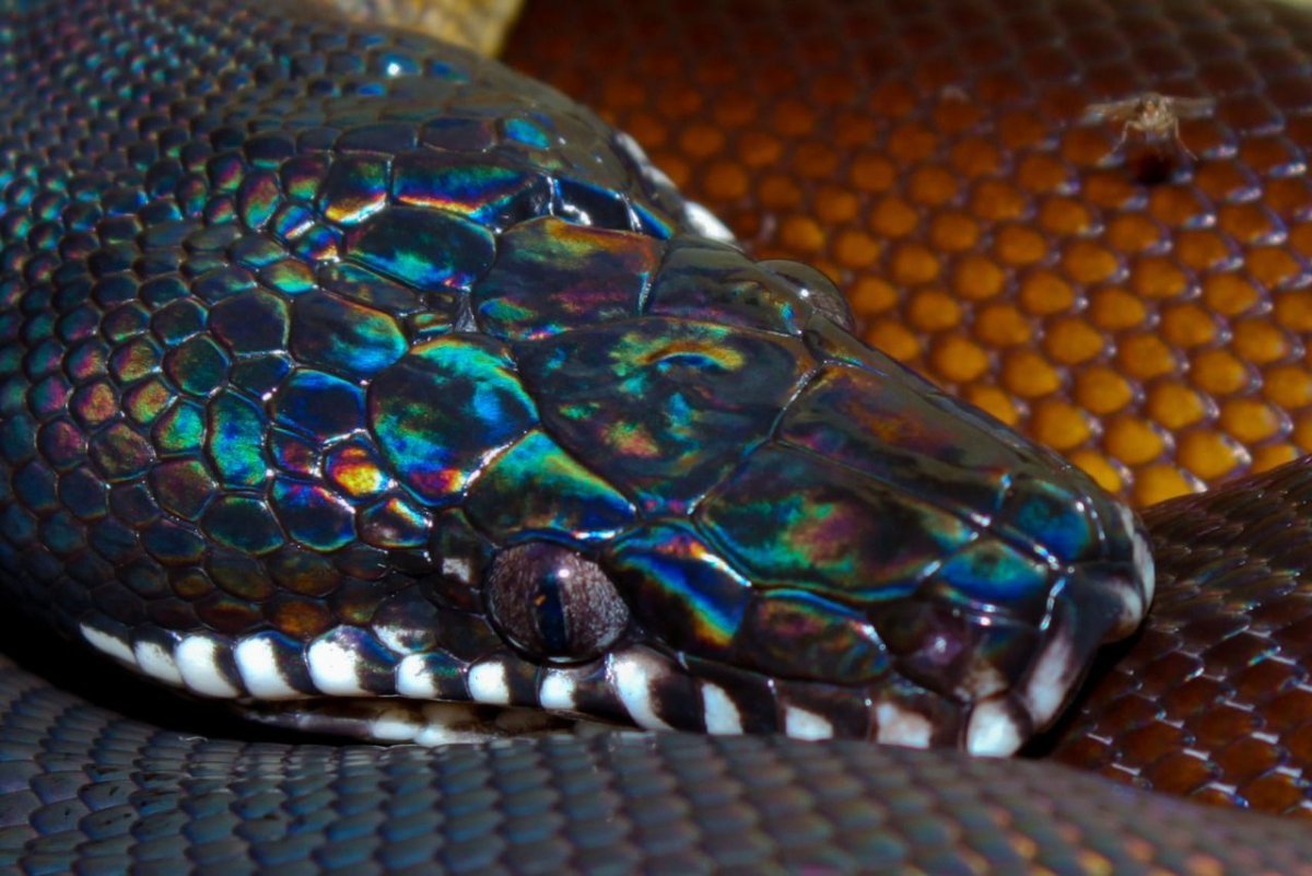 Южный белогубый питон