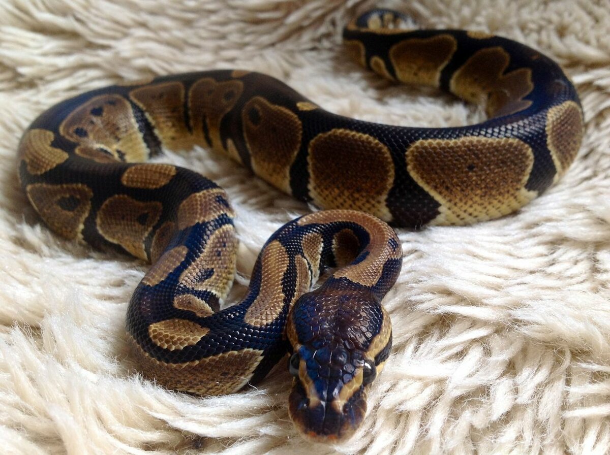 Змея Королевский питон