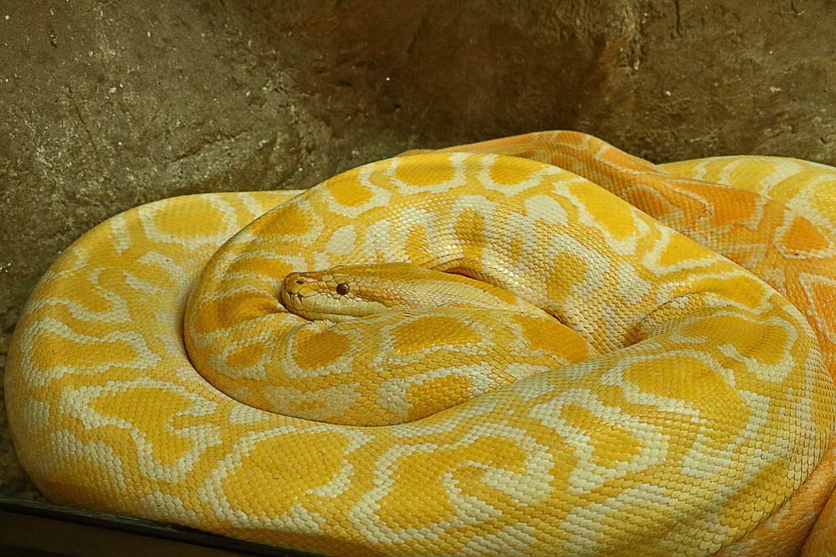Тигровый питон желтый
