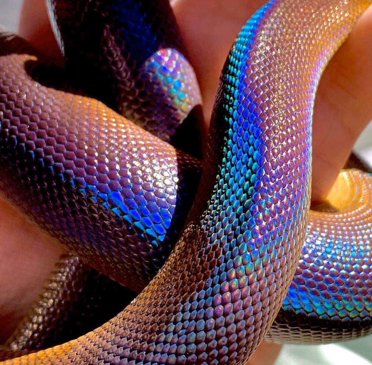 Белогубый полоз