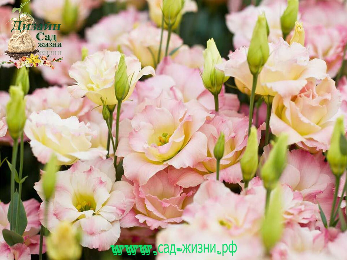 Эустома (Lisianthus)