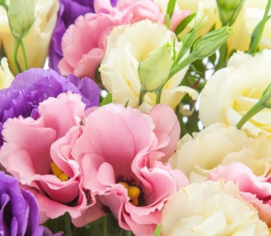 Эустома АВС