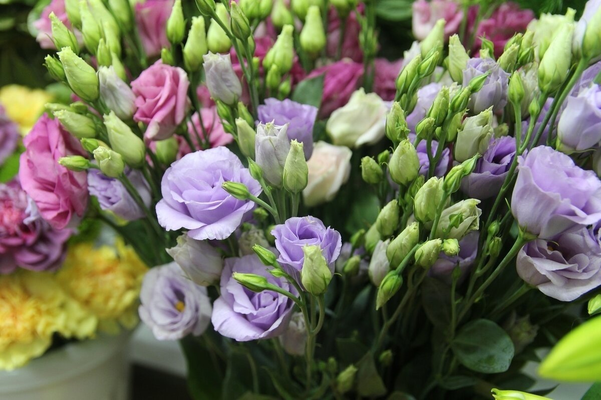 Горная роза лизиантус