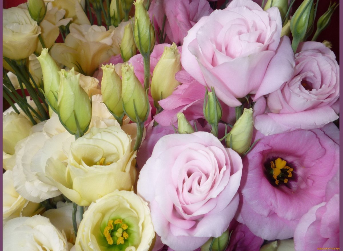 Эустома лизиантус