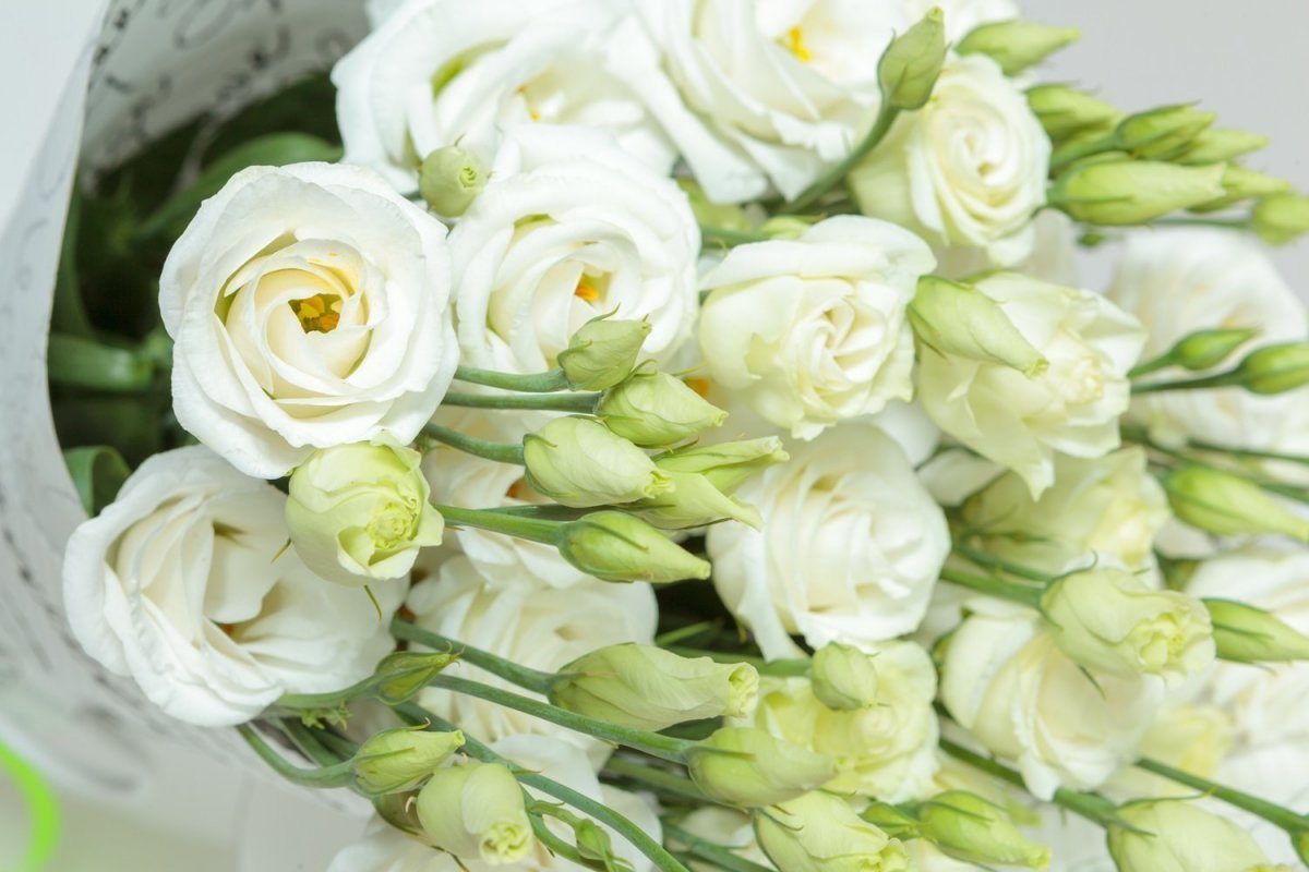 Эустома Dyed Mix