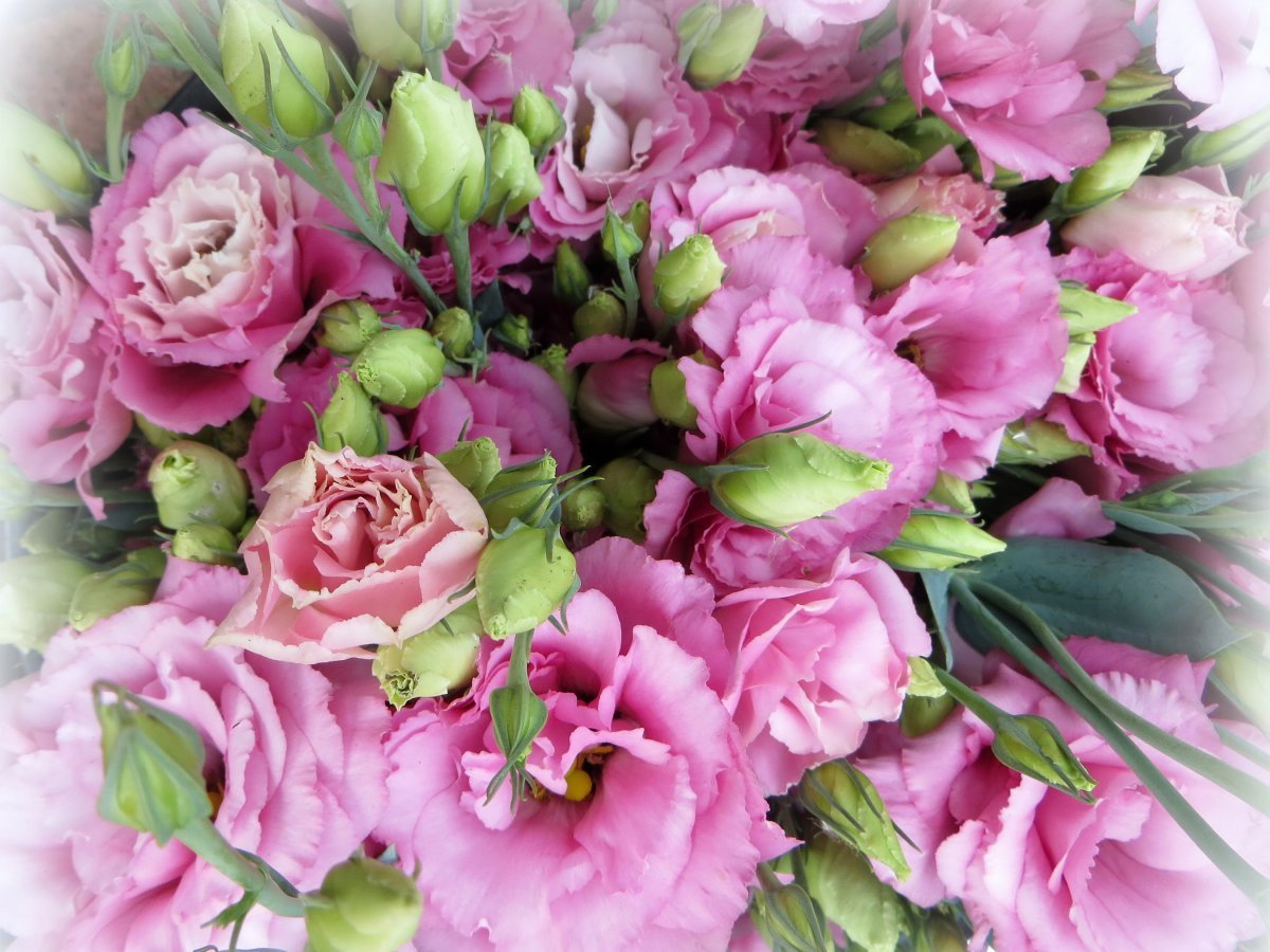 Эустома (Lisianthus)