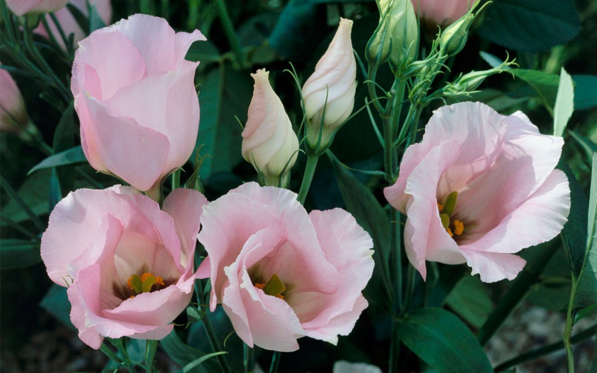 Эустома лизиантус махровая