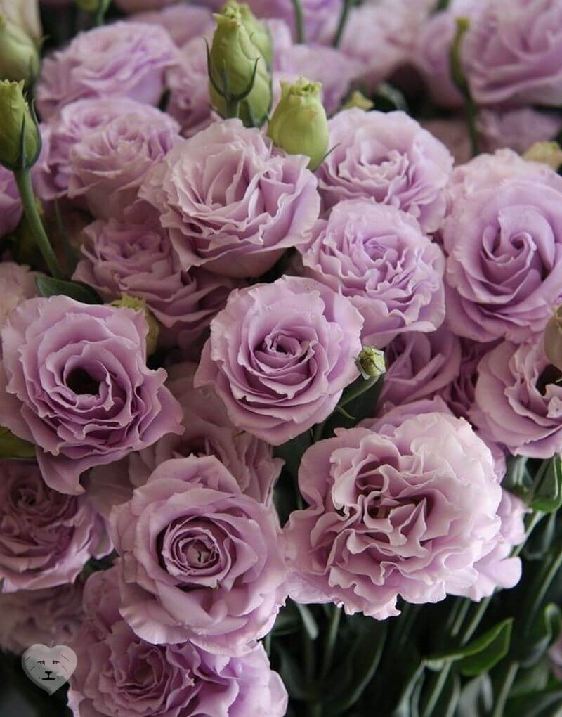 Ирландская роза эустома