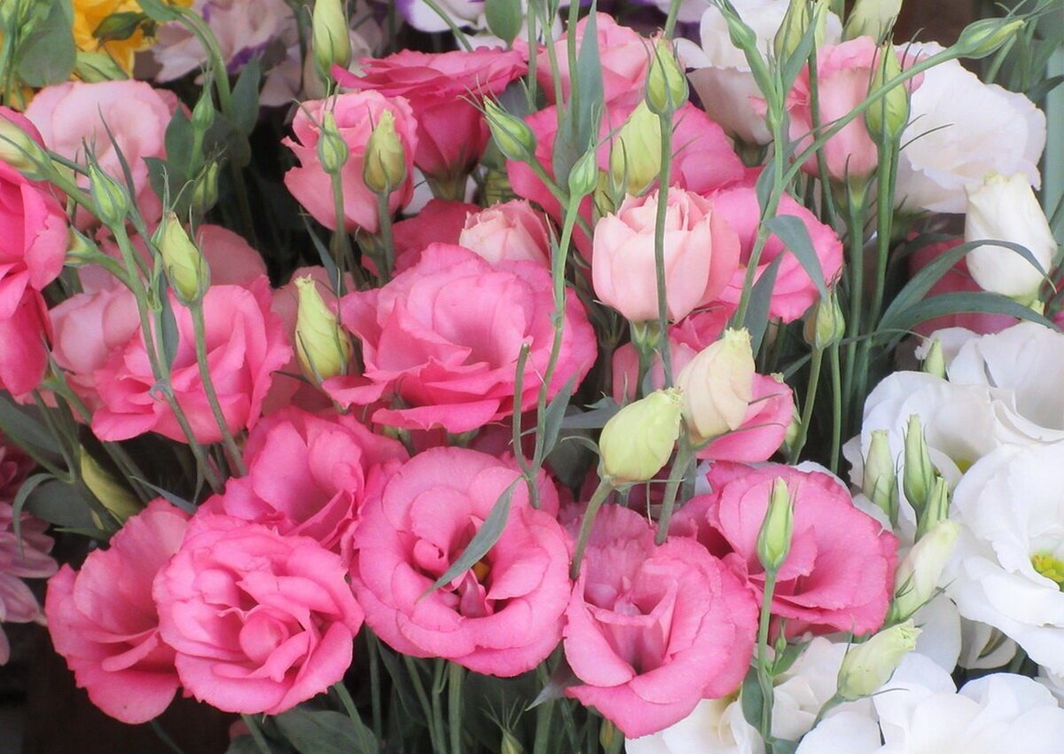 Эустома махровая Рози